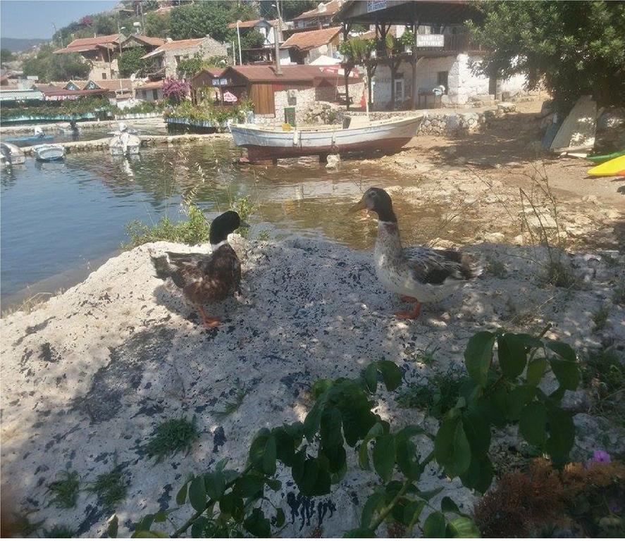 Sahil Pension Kaleucagız Eksteriør billede